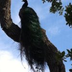 Peacock in tree on way to Beach